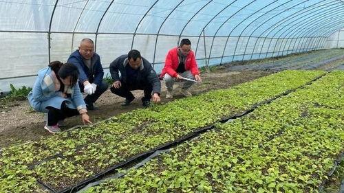 吃瓜种植育苗,吃瓜种植育苗全攻略