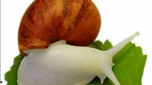 白玉蜗牛吃网纹瓜,白玉蜗牛的网纹瓜美食之旅