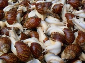 白玉蜗牛吃网纹瓜,白玉蜗牛的网纹瓜美食之旅