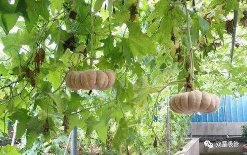 天津吃瓜落,瓜落美食之旅