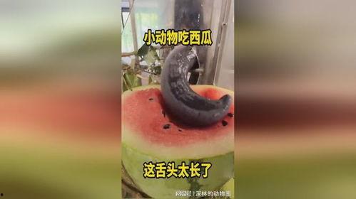 小动物吃蜜瓜,小动物们的甜蜜冒险
