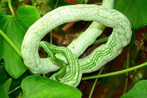 蛇瓜是吃皮还是吃瓤,皮与瓤的食用指南