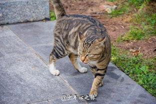 吃瓜猫猫吵架,一场关于瓜皮的激烈争吵