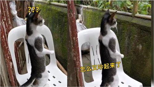 吃瓜猫猫吵架,一场关于瓜皮的激烈争吵