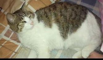 吃瓜猫猫吵架,一场关于瓜皮的激烈争吵